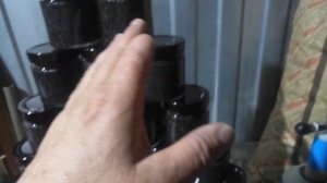 Стерлядь дома. Икра 2021.