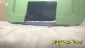 КАК ПРИРУЧИТЬ ЭУБЛЕФАРА К РУКАМ ЗА 1 ДЕНЬ