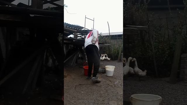 Утренние заботыТГК:Podrostokizderevni #утки #кормлю #управа #управка #заботы #дождь #туман #врек