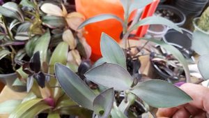 Обзор моих традесканций.