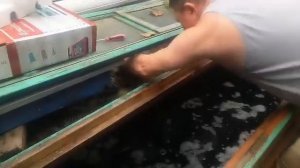 Русский осетр и Шип.