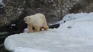 Животные Московского зоопарка