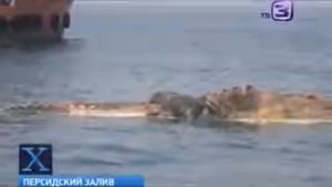 ДИНОЗАВР в ПЕРСИДСКОМ ЗАЛИВЕ