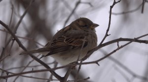 Ещё о воробьях. Зарисовка