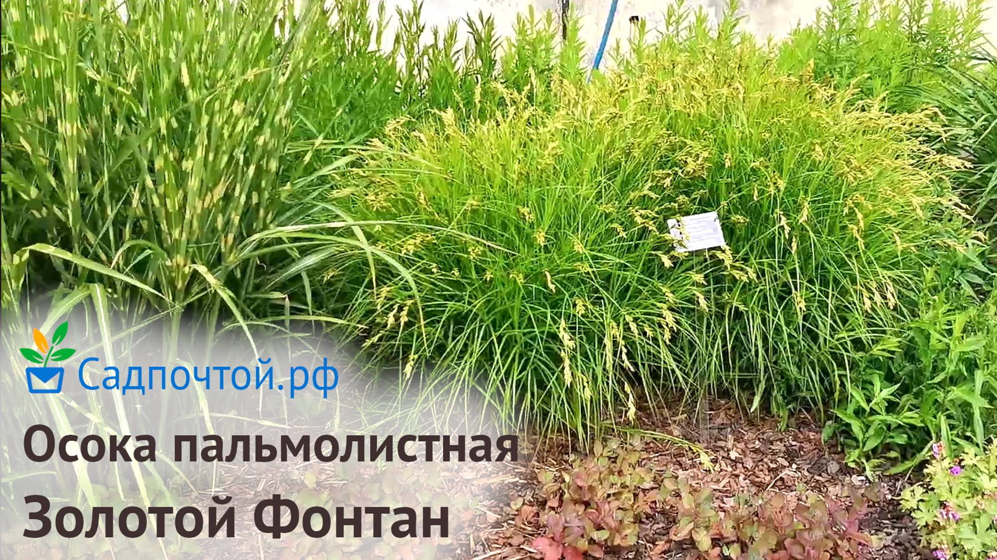 Осока пальмолистная или мускингуменская Золотой Фонтан Carex muskingumensis Gold Fountain #садпочтой