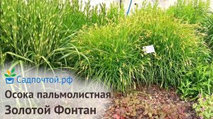 Осока пальмолистная или мускингуменская Золотой Фонтан Carex muskingumensis Gold Fountain #садпочтой