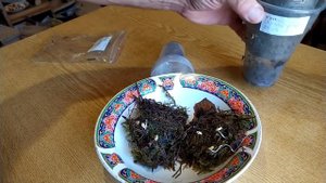 Сажаю яблони из семечка