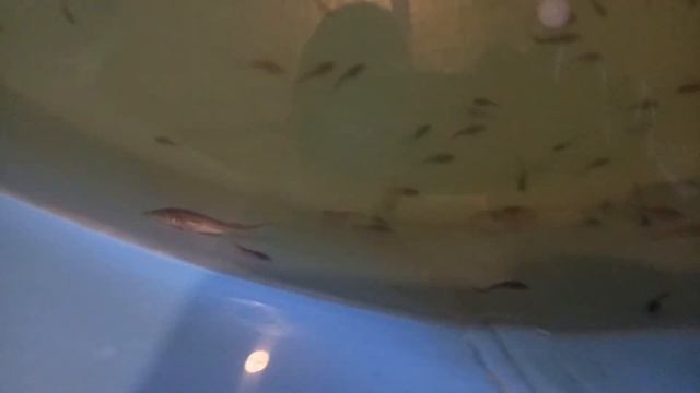 Разведение стерляди в домашнем УЗВ. Малькам 30 дней.