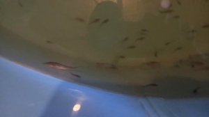 Разведение стерляди в домашнем УЗВ. Малькам 30 дней.