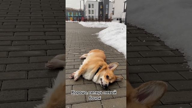 Собака различает право и лево! смотреть онлайн