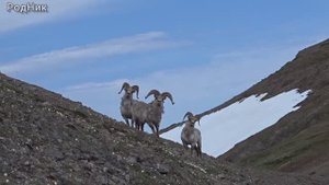 Снежные бараны очень красиво ушли!