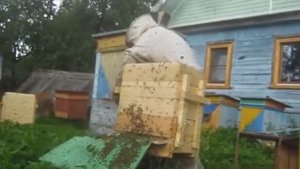 Пасека Цебро. Пересадка, часть 3.