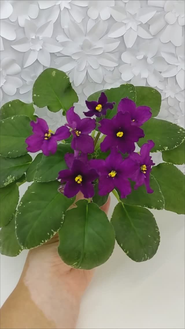 VID_20241013_085153