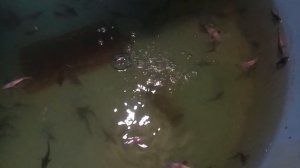 Разведение стерляди в домашнем  УЗВ.