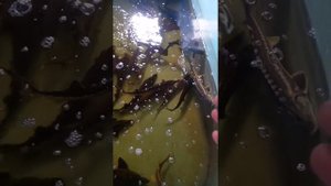 Стерлядь как хобби