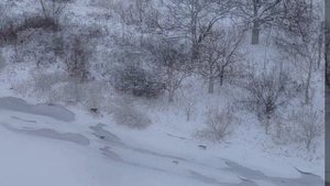 Погоня за лисой