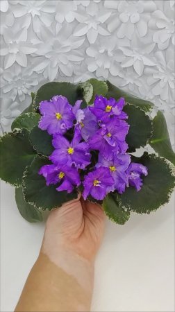 ЛИС-Сапфировые Ручейки