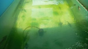 Разведение осетровых. Мальки растут на глазах.