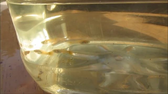 Don't Breed Crooked Guppies with Bent Spines! смотреть онлайн