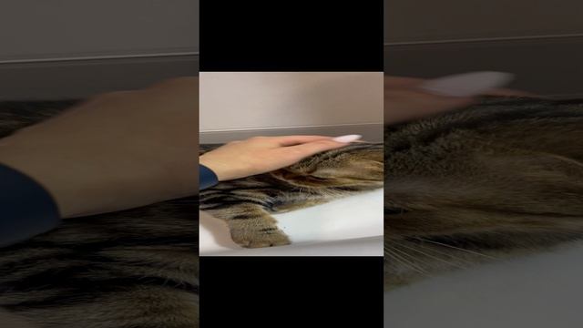 Шотландская вислоухая кошка 🐱