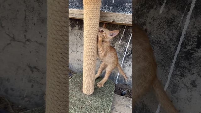 #котенок #собаки #ферма #астрахань #волгоград #ставропольскийкрай