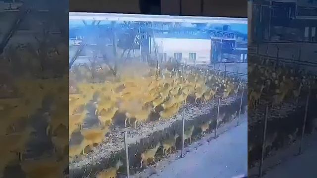Дзерены нападают на Харанорскую ГРЭС
