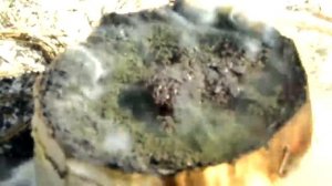 Эксперимент. ЧТО БУДЕТ, ЕСЛИ ПОДЖЕЧЬ ПОРОХ ИЗ 1000 ПЕТАРД