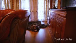 Красный бор Deluxe Suite