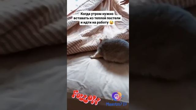 ☀️ Утро и кот 😸