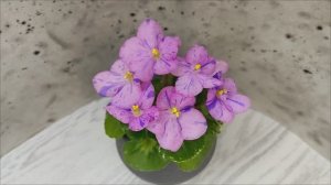 Фиалка Shirl's Pip Squeak