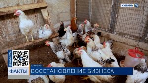 В Армавире уточнили порядок продажи живой птицы после «Прямой линии» Кондратьева