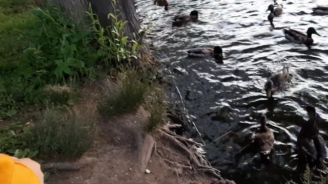 Алису чуть не съели утки! смотреть онлайн