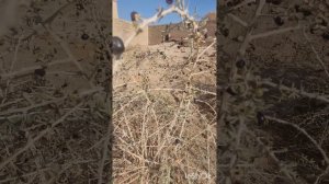 Туркменистан. Древний Мерв. Байрамали. Колорит былых времен.