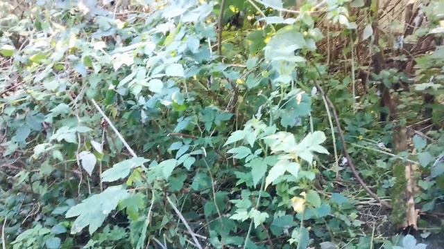 Подкармливаю бездомных котов и выясняю, кто отец котенка смотреть онлайн