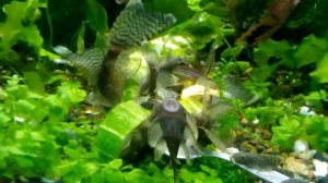 Вуалевые анцитрусы