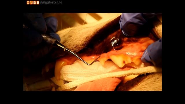 Dyrlegehjelpen Tannsteinsfjerning смотреть онлайн