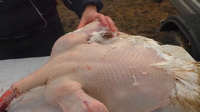 Сколько мяса в индюке - итоги за полгода