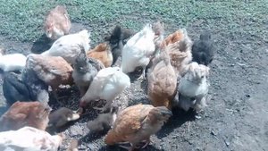 Цыплята подрощенные, на продажу.