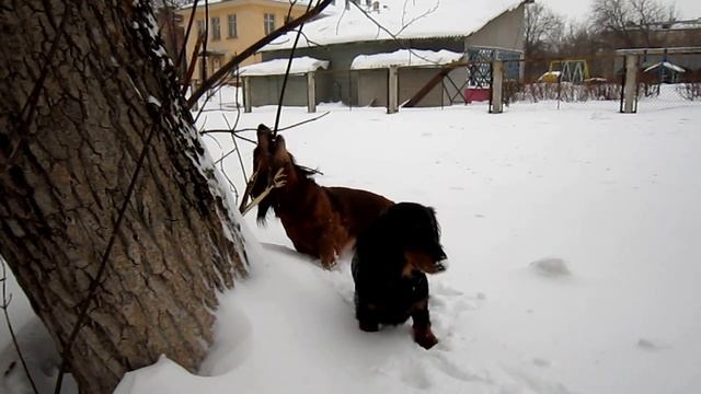 Зимние прогулки такс_Игры Паночки и собаки.mov смотреть онлайн