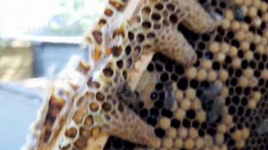 Роевые маточники