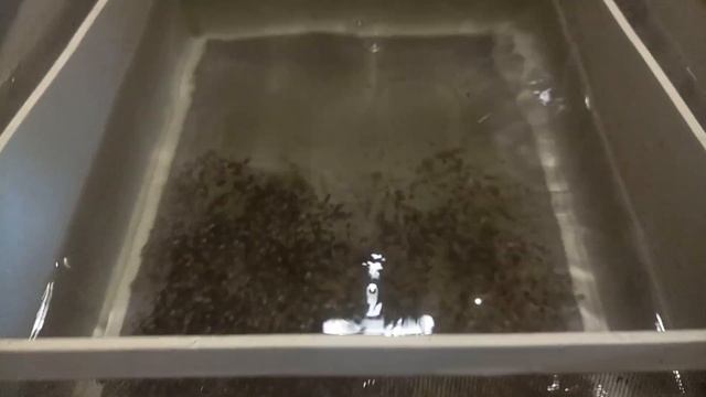 Разведение стерляди в домашних условиях. Вылупления личинки.