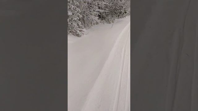 Сказочный зимний лес