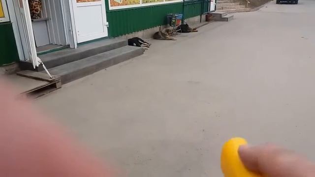 ОТПУГИВАТЕЛЬ СОБАК 1 смотреть онлайн