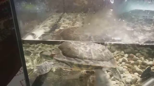 Черепаха эмилька