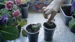ГЛОКСИНИЯ ВЫТЯНУЛАСЬ И ПОТЕРЯЛА ФОРМУ ! КАК ИСПРАВИТЬ !