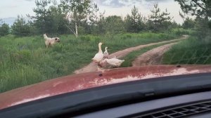 Птичьи дети съели ютуб