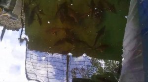 Разведение осетровых в домашних условиях.