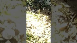 Передозировка бипином