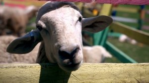 12775364_3840_2160_24fps