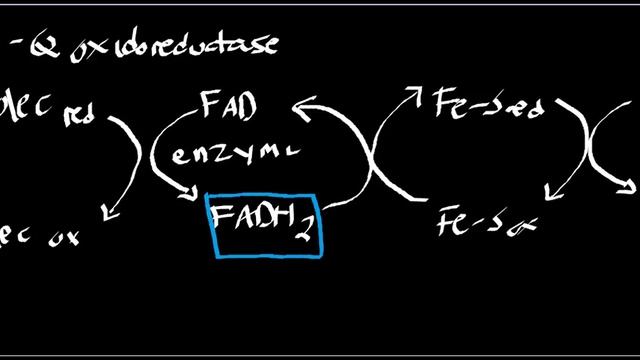 Biochemistry | Electron Transferring Flavoprotein Ubiquinone Oxidoreductase